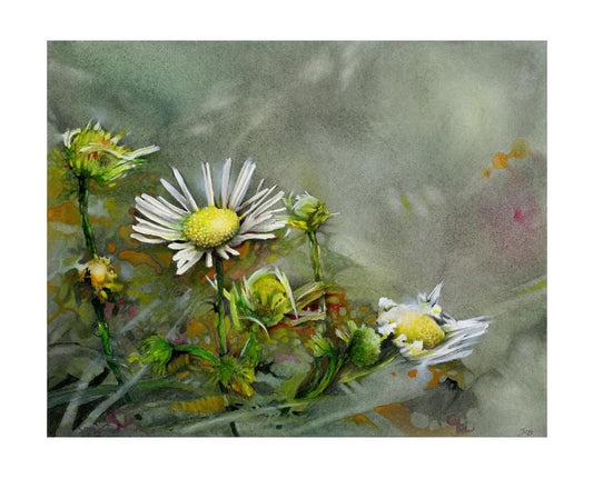 Daisies Watercolor Hand Signed Giclee Print